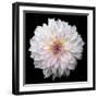 Dahlia IV-Debra Van Swearingen-Framed Photographic Print