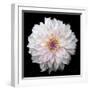 Dahlia IV-Debra Van Swearingen-Framed Photographic Print