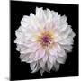 Dahlia IV-Debra Van Swearingen-Mounted Photographic Print