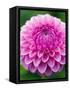 Dahlia 'Jayne Stonestreet'-Clive Nichols-Framed Stretched Canvas