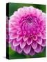 Dahlia 'Jayne Stonestreet'-Clive Nichols-Stretched Canvas