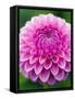 Dahlia 'Jayne Stonestreet'-Clive Nichols-Framed Stretched Canvas