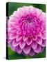 Dahlia 'Jayne Stonestreet'-Clive Nichols-Stretched Canvas