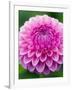 Dahlia 'Jayne Stonestreet'-Clive Nichols-Framed Photographic Print