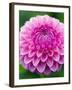 Dahlia 'Jayne Stonestreet'-Clive Nichols-Framed Photographic Print