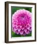 Dahlia 'Jayne Stonestreet'-Clive Nichols-Framed Photographic Print