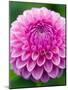 Dahlia 'Jayne Stonestreet'-Clive Nichols-Mounted Photographic Print