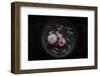 Dahlia on their Last-Inge Schuster-Framed Photographic Print