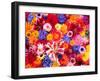 Dahlia, Oriental Lilies, Sunflower, Petunia, Zinnia, Hydrangea Bloom, Sammamish, Washington, USA-Darrell Gulin-Framed Photographic Print