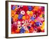 Dahlia, Oriental Lilies, Sunflower, Petunia, Zinnia, Hydrangea Bloom, Sammamish, Washington, USA-Darrell Gulin-Framed Photographic Print