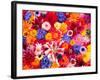 Dahlia, Oriental Lilies, Sunflower, Petunia, Zinnia, Hydrangea Bloom, Sammamish, Washington, USA-Darrell Gulin-Framed Photographic Print