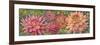 Dahlia Parade-Vera Hills-Framed Premium Giclee Print