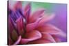 Dahlia Petals Pink Purple-Cora Niele-Stretched Canvas