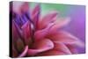 Dahlia Petals Pink Purple-Cora Niele-Stretched Canvas