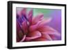 Dahlia Petals Pink Purple-Cora Niele-Framed Giclee Print