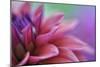 Dahlia Petals Pink Purple-Cora Niele-Mounted Giclee Print