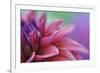 Dahlia Petals Pink Purple-Cora Niele-Framed Giclee Print