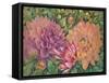 Dahlia Profile 1-Vera Hills-Framed Stretched Canvas