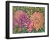 Dahlia Profile 1-Vera Hills-Framed Art Print