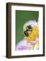 Dahlia 'Raisa', Dahlia X the Hortensis'Alpen Diamond', with Honeybee, Apis Mellifera-Andreas Keil-Framed Photographic Print