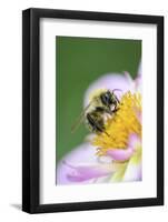 Dahlia 'Raisa', Dahlia X the Hortensis'Alpen Diamond', with Honeybee, Apis Mellifera-Andreas Keil-Framed Photographic Print