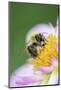 Dahlia 'Raisa', Dahlia X the Hortensis'Alpen Diamond', with Honeybee, Apis Mellifera-Andreas Keil-Mounted Photographic Print