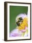 Dahlia 'Raisa', Dahlia X the Hortensis'Alpen Diamond', with Honeybee, Apis Mellifera-Andreas Keil-Framed Photographic Print