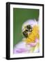 Dahlia 'Raisa', Dahlia X the Hortensis'Alpen Diamond', with Honeybee, Apis Mellifera-Andreas Keil-Framed Photographic Print