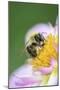 Dahlia 'Raisa', Dahlia X the Hortensis'Alpen Diamond', with Honeybee, Apis Mellifera-Andreas Keil-Mounted Photographic Print