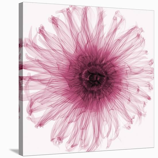 Dahlia (Raspberry)-Steven N^ Meyers-Stretched Canvas