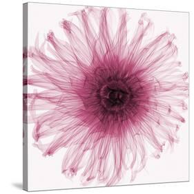 Dahlia (Raspberry)-Steven N^ Meyers-Stretched Canvas