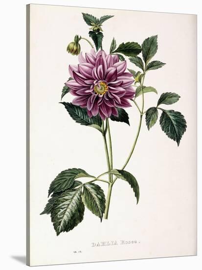 Dahlia Rosea, 1715-null-Stretched Canvas