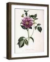 Dahlia Rosea, 1715-null-Framed Giclee Print