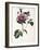 Dahlia Rosea, 1715-null-Framed Giclee Print