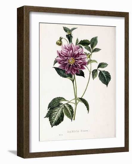 Dahlia Rosea, 1715-null-Framed Giclee Print