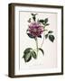 Dahlia Rosea, 1715-null-Framed Giclee Print