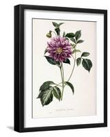 Dahlia Rosea, 1715-null-Framed Giclee Print