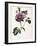 Dahlia Rosea, 1715-null-Framed Giclee Print