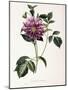 Dahlia Rosea, 1715-null-Mounted Giclee Print