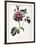 Dahlia Rosea, 1715-null-Framed Giclee Print