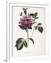 Dahlia Rosea, 1715-null-Framed Giclee Print