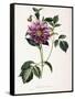Dahlia Rosea, 1715-null-Framed Stretched Canvas