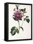 Dahlia Rosea, 1715-null-Framed Stretched Canvas