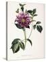 Dahlia Rosea, 1715-null-Stretched Canvas