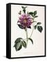 Dahlia Rosea, 1715-null-Framed Stretched Canvas