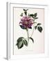 Dahlia Rosea, 1715-null-Framed Giclee Print