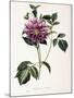 Dahlia Rosea, 1715-null-Mounted Giclee Print