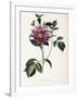 Dahlia Rosea, 1715-null-Framed Giclee Print