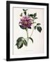 Dahlia Rosea, 1715-null-Framed Giclee Print