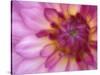 Dahlia, Sammamish, Washington, USA-Darrell Gulin-Stretched Canvas